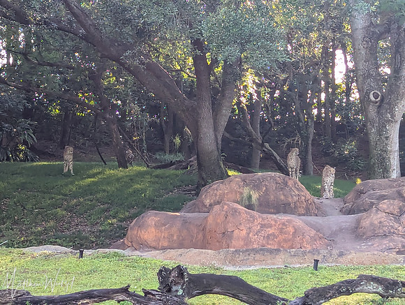 2025-04-12_082353 (Disney)_2