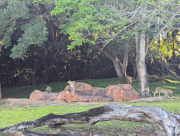 2025-04-12_082406 (Disney)