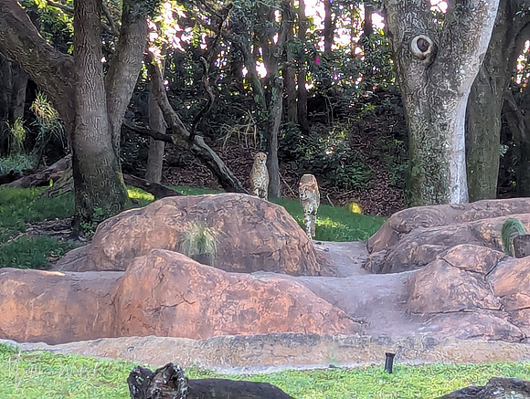2025-04-12_082350 (Disney)