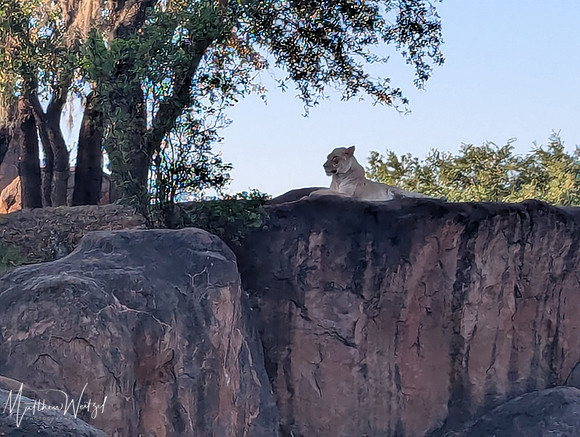 2025-04-12_082522 (Disney)