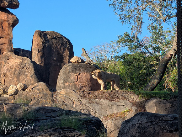 2025-04-12_082503 (Disney)