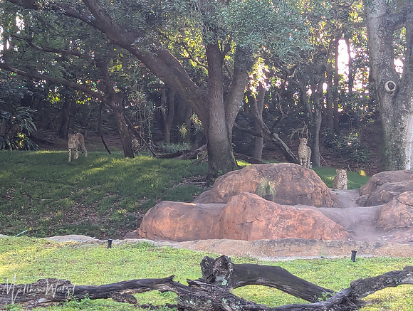 2025-04-12_082353 (Disney)