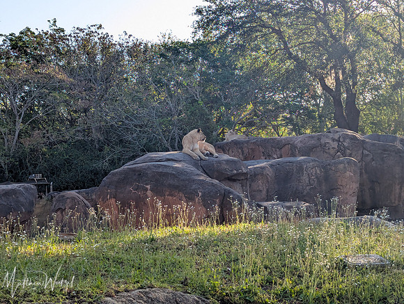 2025-04-12_082547 (Disney)_2