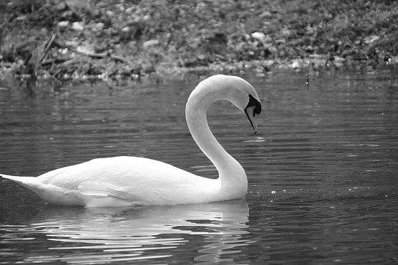 IMG_7485