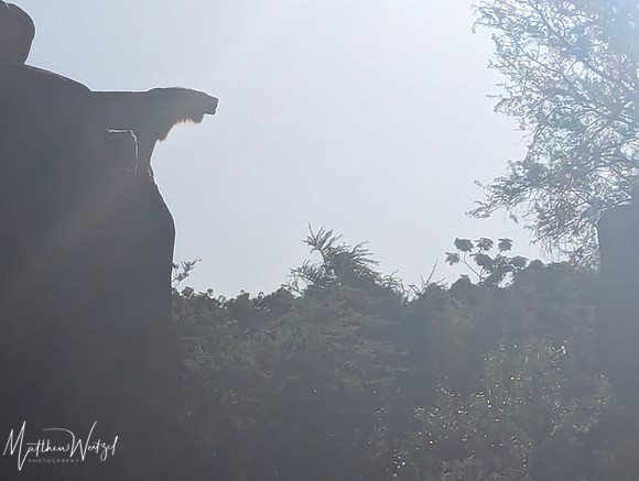 2025-04-12_082605 (Disney)