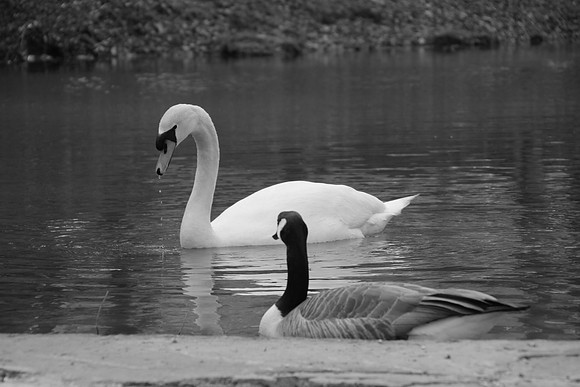 IMG_7529