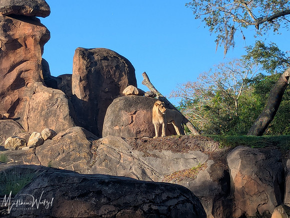 2025-04-12_082505 (Disney)