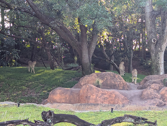 2025-04-12_082354 (Disney)
