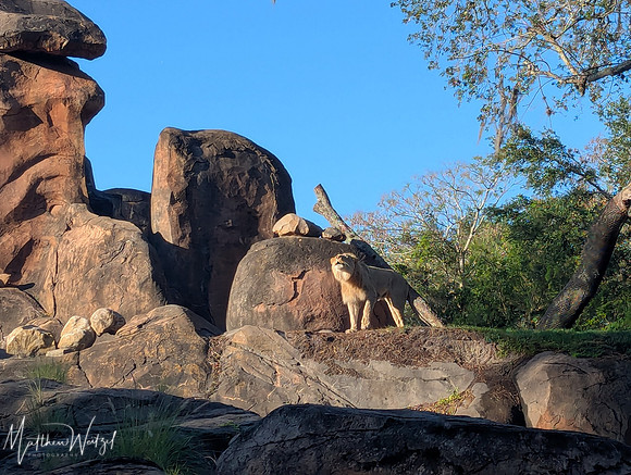 2025-04-12_082504 (Disney)