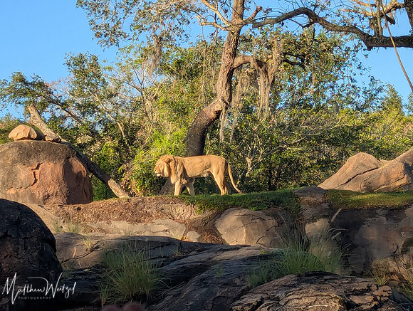 2025-04-12_082458 (Disney)_2