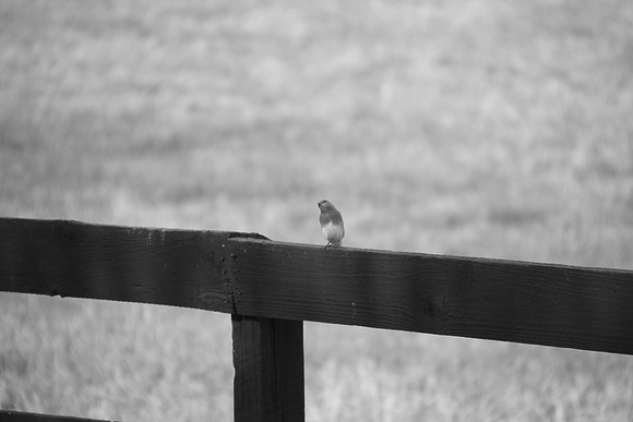 IMG_7653